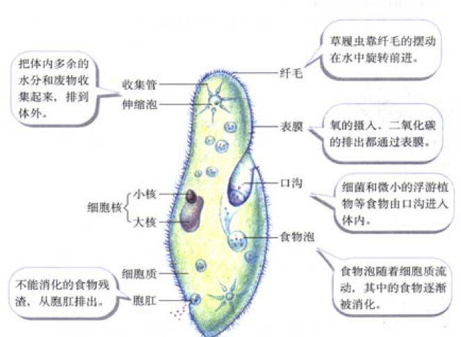 初中生物超详细专题知识点梳理,火速收藏!