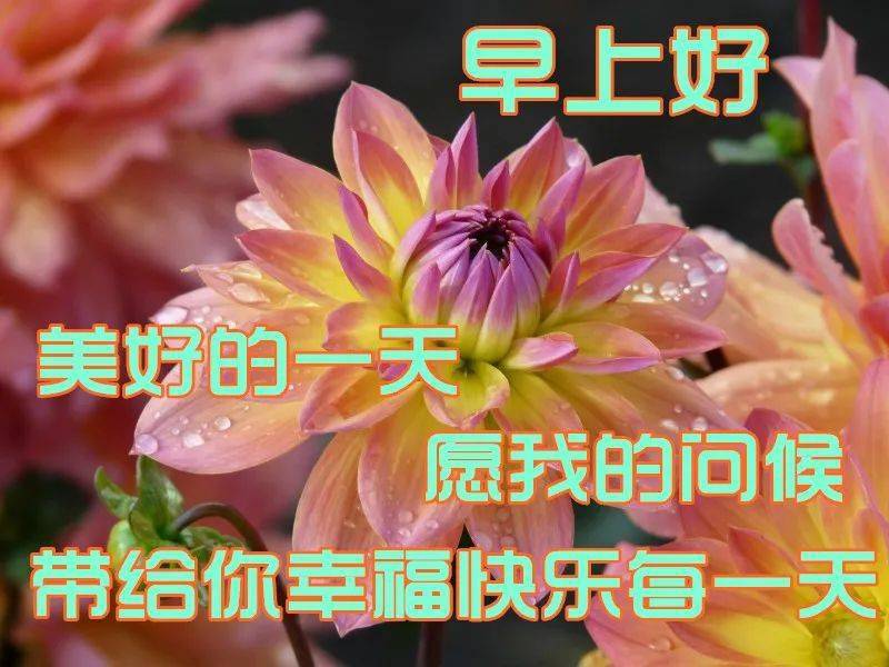 早上好问候美图,早安问候语句.