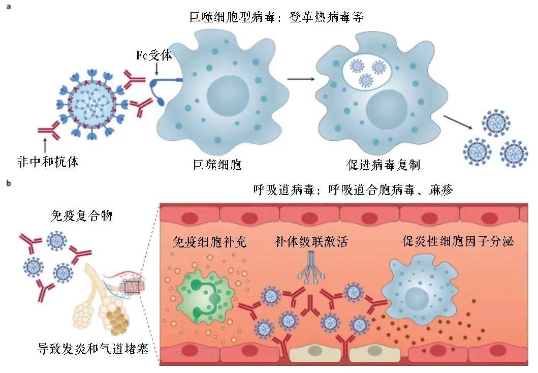 下篇|ADE效应，新冠疫苗研发之踵？（下篇）