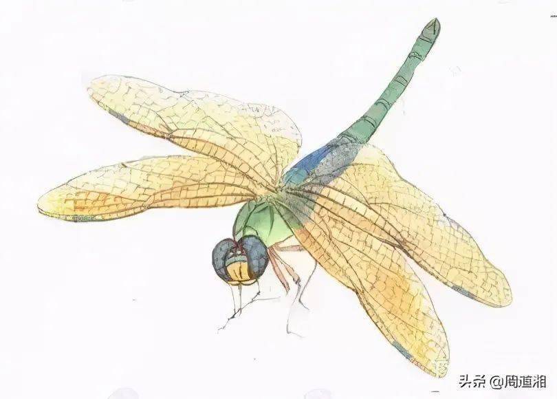 技法| 工笔画草虫之--蜻蜓画法