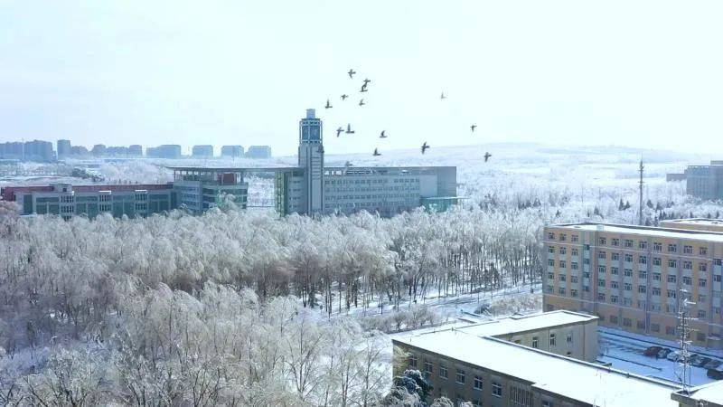 初雪后的第一场大雪 沉浸在雪花的洗礼中 拍摄地:黑龙江省 绥化学院汇