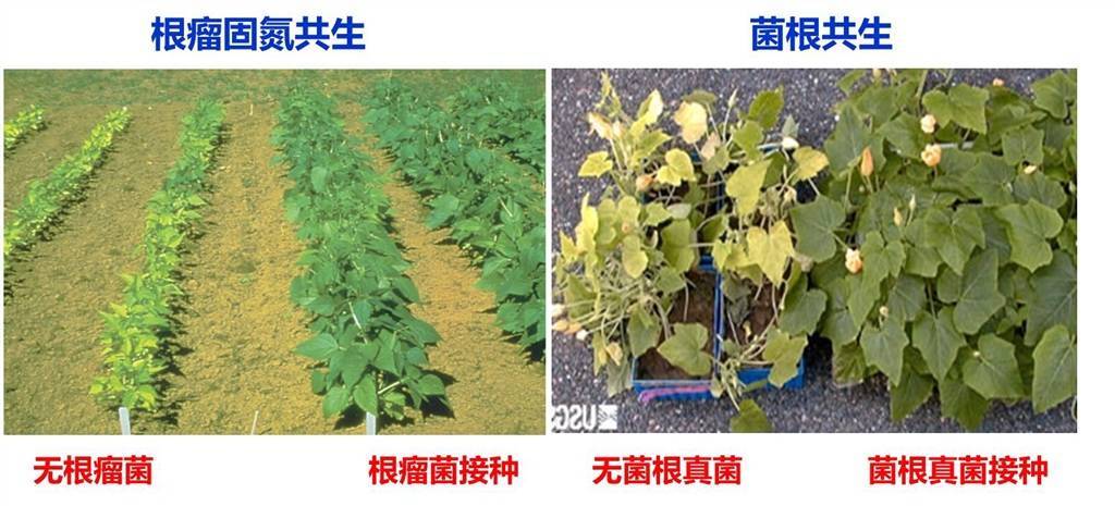 在豆科植物苜蓿中,shr-scr能够被根瘤菌的信号激活,诱导皮层分裂,从而