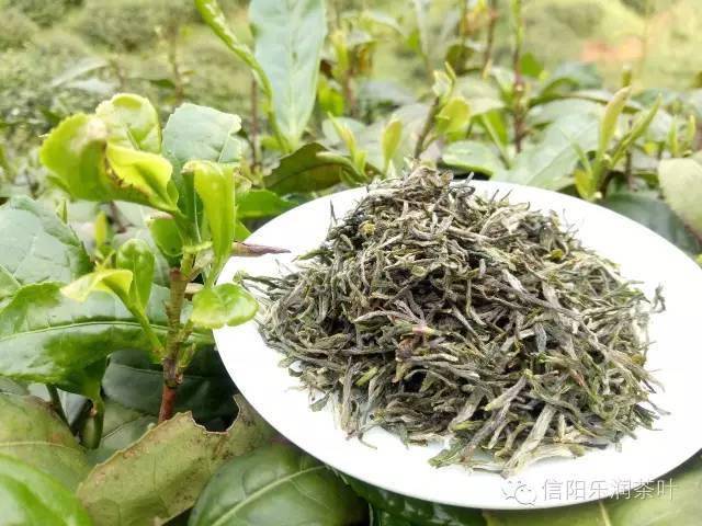 毛尖茶叶图片67