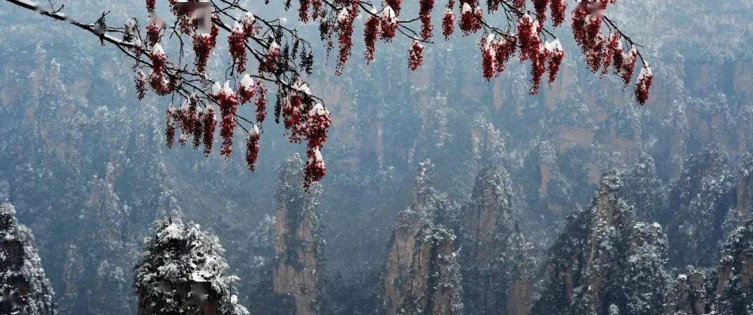 远看天子山雪景:溪深古雪在,石断寒泉流中看天子山雪景春雪满空来,触