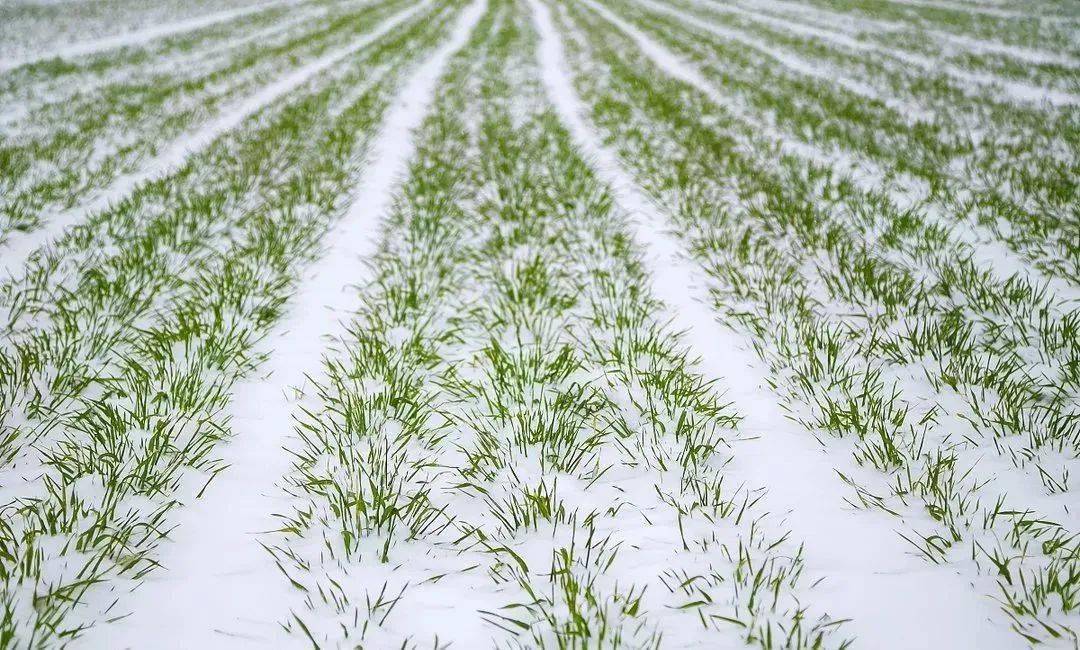 冬天里能降几场雪,给小麦保温和水分.