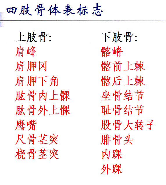 解剖学基础 |四肢骨及其连结_侧向