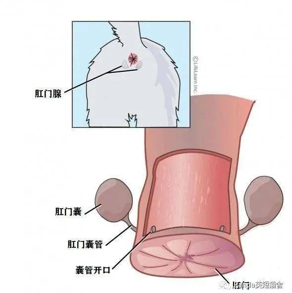 猫咪做噩梦惊醒然后整个房间都臭了猫咪肛门腺的那些事儿