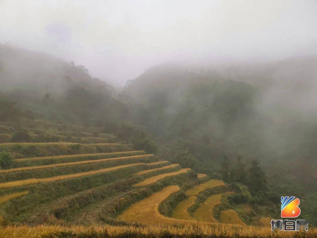 大塘梯田一片繁忙的景象,小编在博白县顿谷镇的大塘村看到,今天(12月