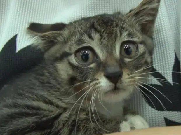 怎么养小猫没有泪痕 2f595d9ae4fb4e5ead01c2db67aa2083.jpeg