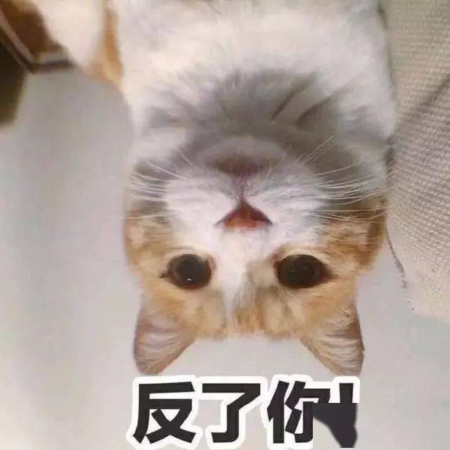 猫咪害怕的表情图 4c076d99a3234b869ba500ce48d20ab5.jpeg