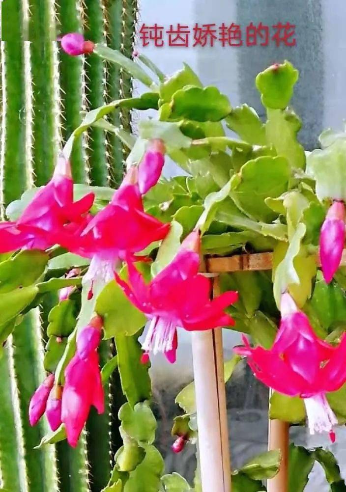 晒图| "我养的钝齿蟹爪兰,花开正旺!