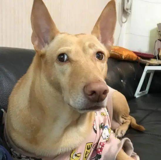 嫁什么犬成语_成语故事简笔画(3)