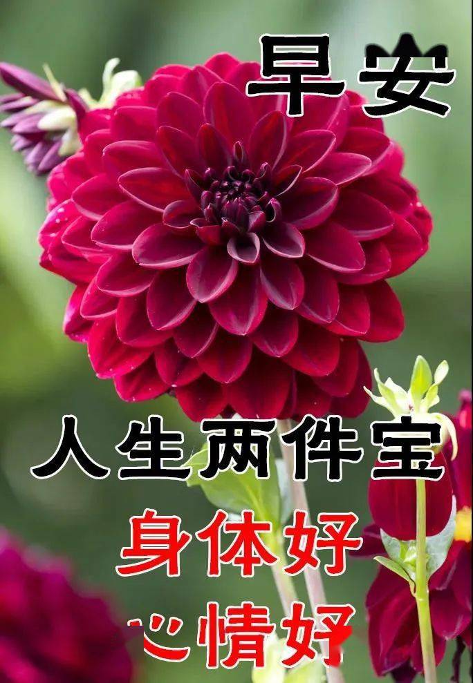 8张最新特别漂亮早安问候祝福鲜花图片 免打字聊天的冬日早上好问候