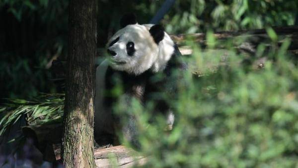 中国有两种大熊猫:四川大熊猫和陕西秦岭大熊猫.