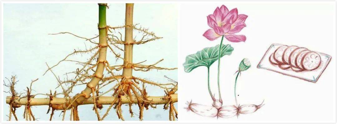 默默无闻地潜伏于地下的地下茎中,有一种茎长得与根相似,它就是根状茎