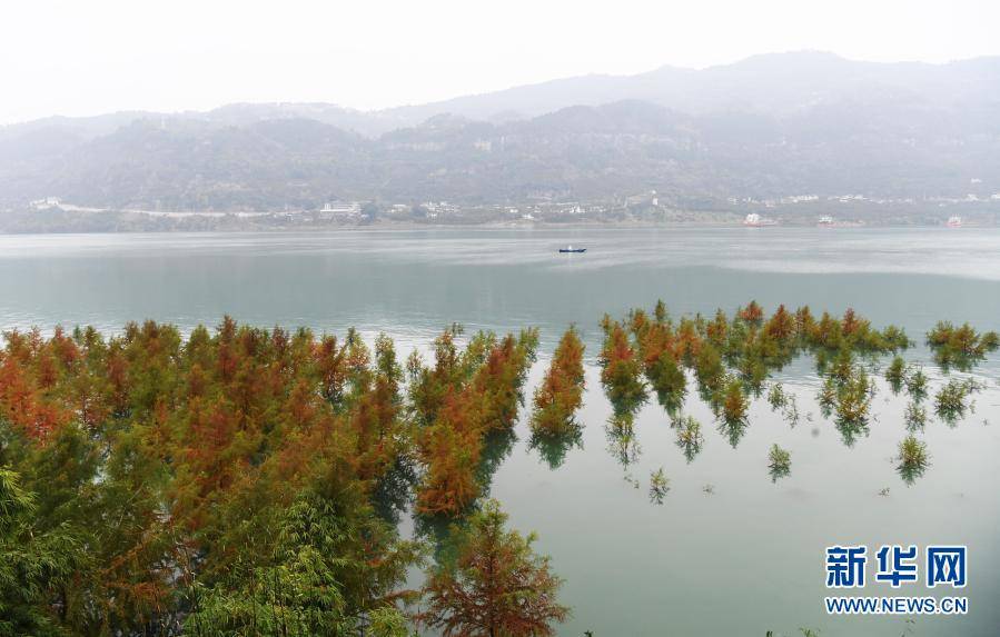 这是12月10日在重庆市万州区大周镇长江边拍摄的"水中彩林"景象.