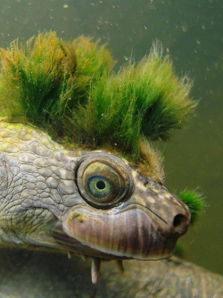 隐龟身长40-50厘米,一些个体头上附着生长藻类,像是长着绿色的毛发