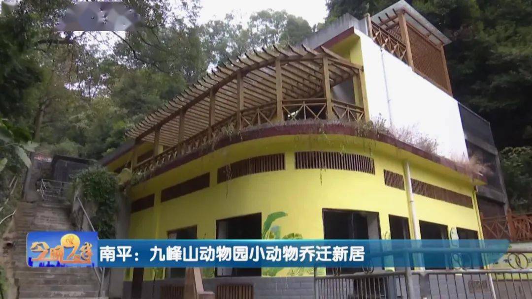 小老虎分房啦南平九峰山动物园小动物搬新家