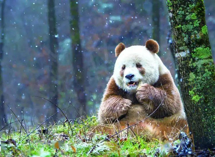 奇怪的知识增加了:中国竟有两种大熊猫!_秦岭