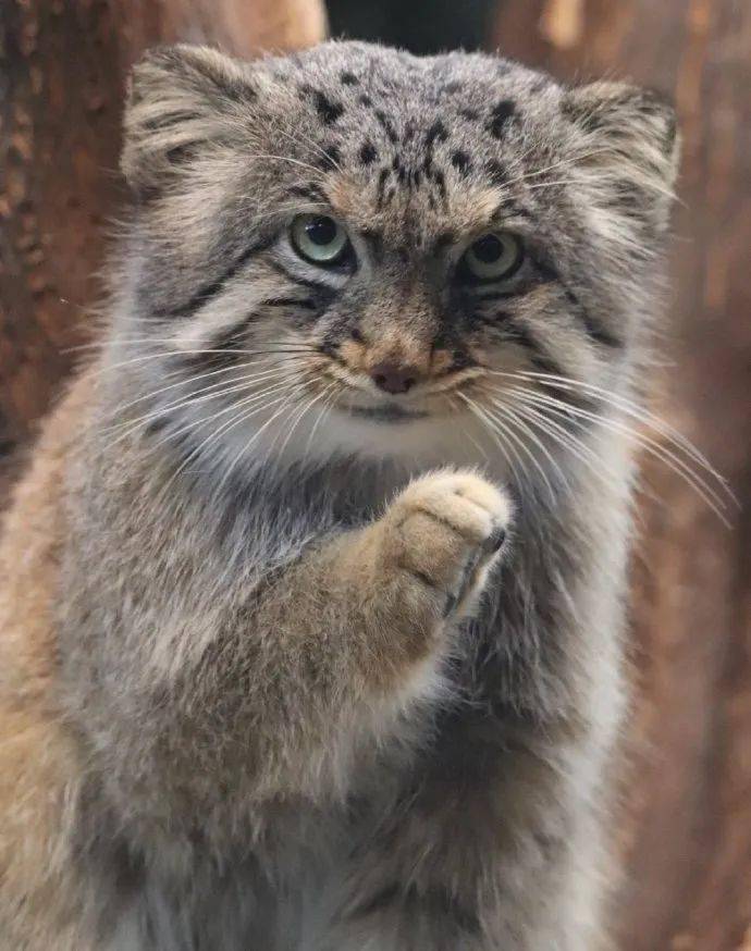 兔狲也被称为"蒙古山猫,中文别名还有羊猞猁.它是猫科里皮最厚的.