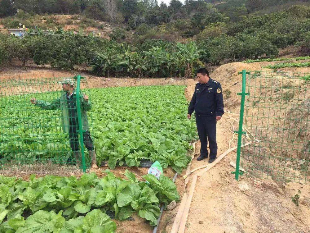 诏安县多少人口_诏安县何金生(2)