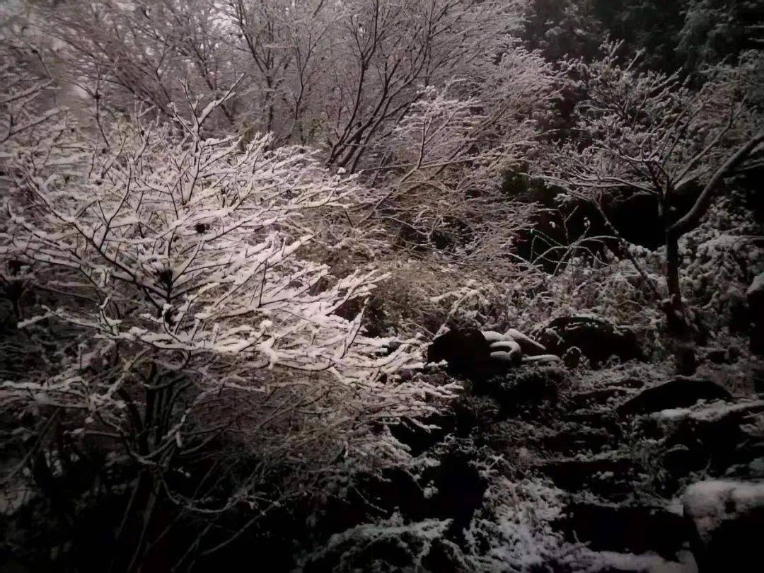 在什邡钟鼎寺,神瀑沟,石门洞,红枫岭一带的高山区,树木顶端铺上了