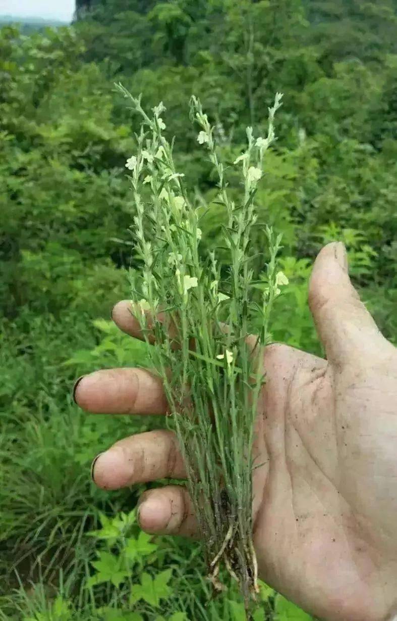 潮汕随处可见的杂草!据说比冬虫夏草管用?