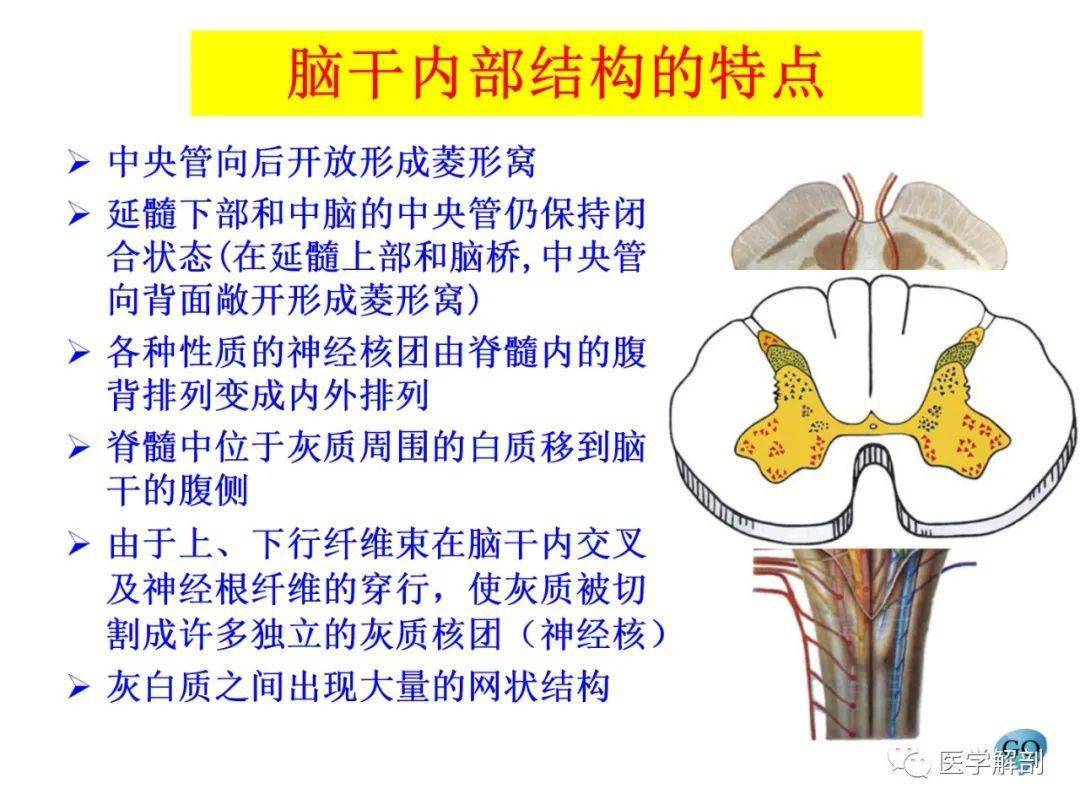 脑干内部超详细结构不要错过