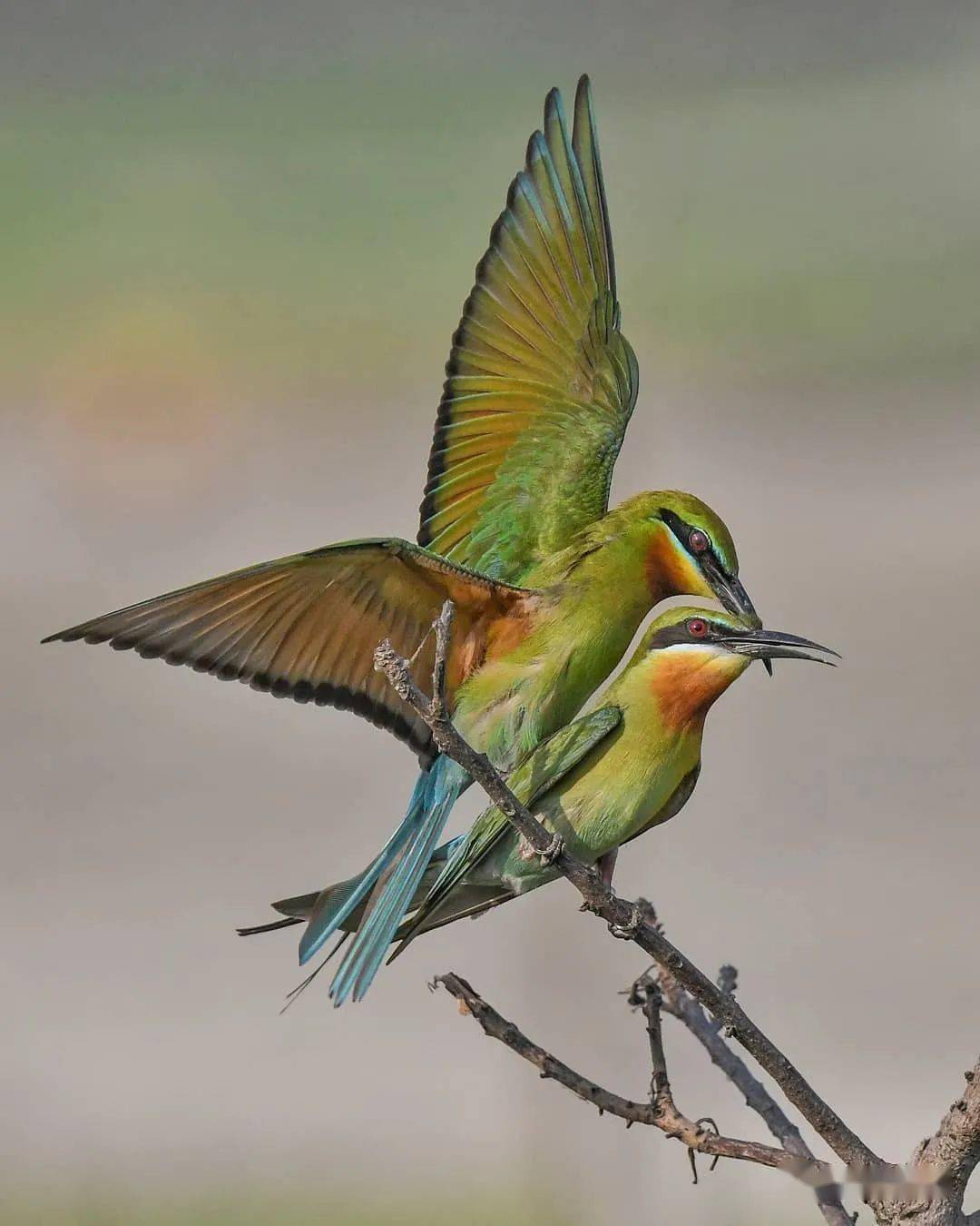 拍鸟摄影教程 234d2a891cd049389f6bbd7da231179a.jpeg