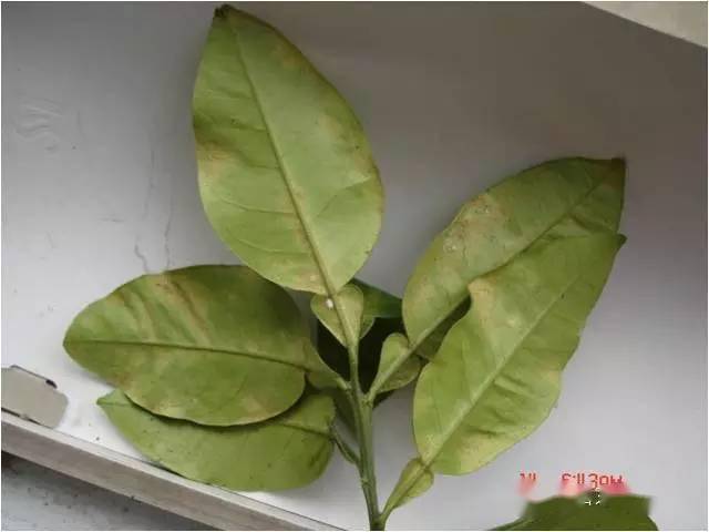 柑橘红蜘蛛