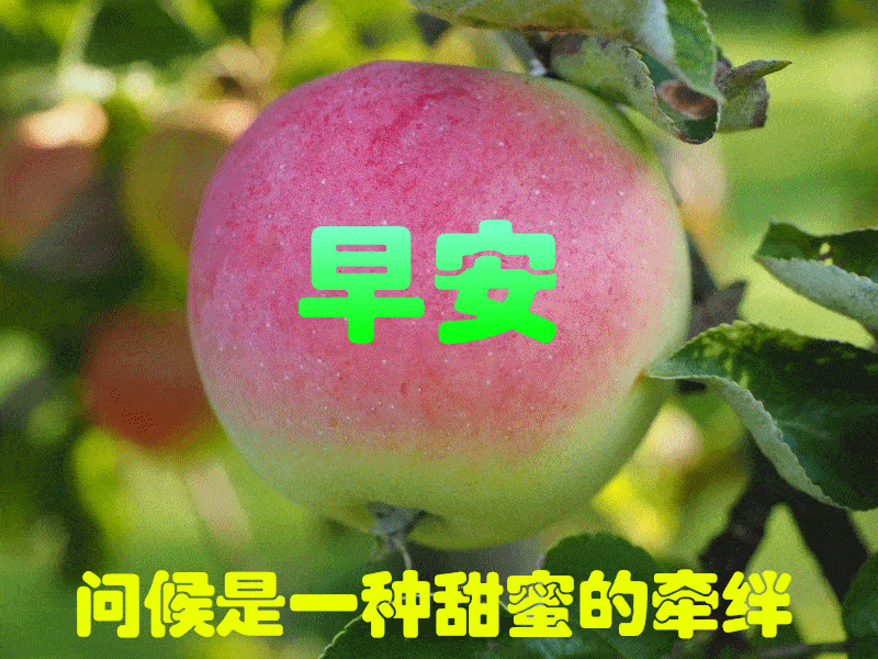 温馨的早晨问候语优美短句,浪漫的早安祝福语带鲜花图片