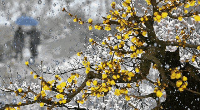 谁人月下听梅开