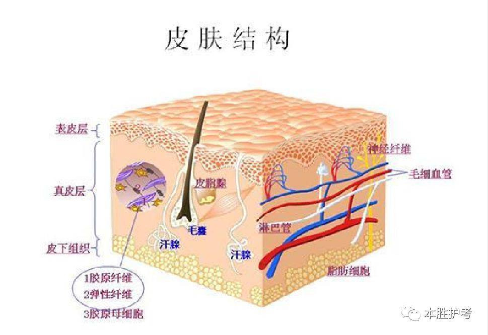 皮肤及皮下组织疾病考点解析_手机搜狐网