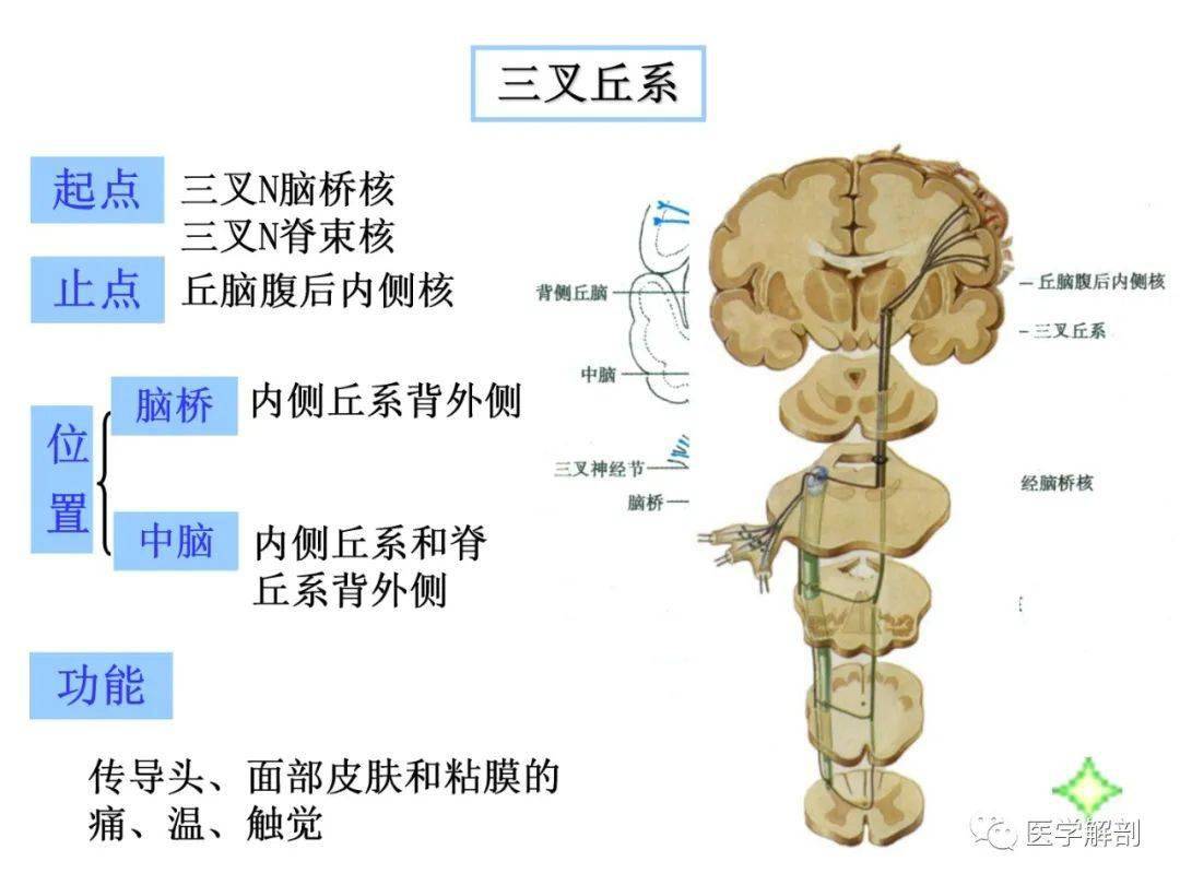 【收藏】脑干内部超详细功能解剖图