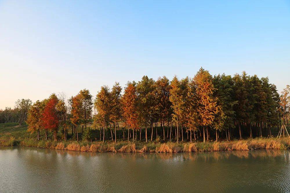 虽冬已至, 但温州生态园三垟湿地景区依旧是一片彩色的海洋.