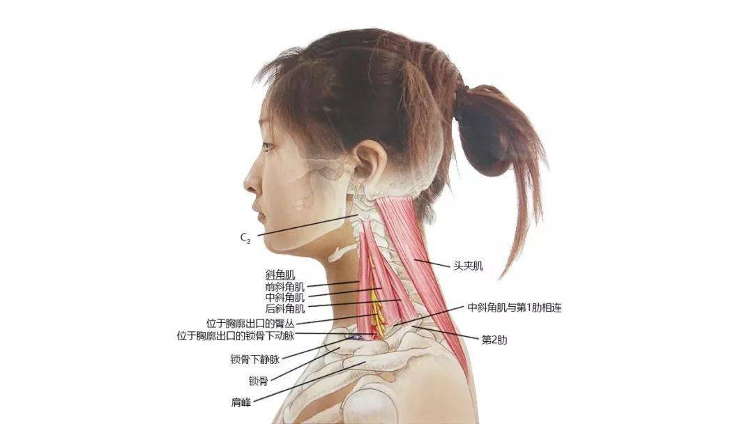 请收藏!超赞的高清头颈部骨骼及肌肉图谱