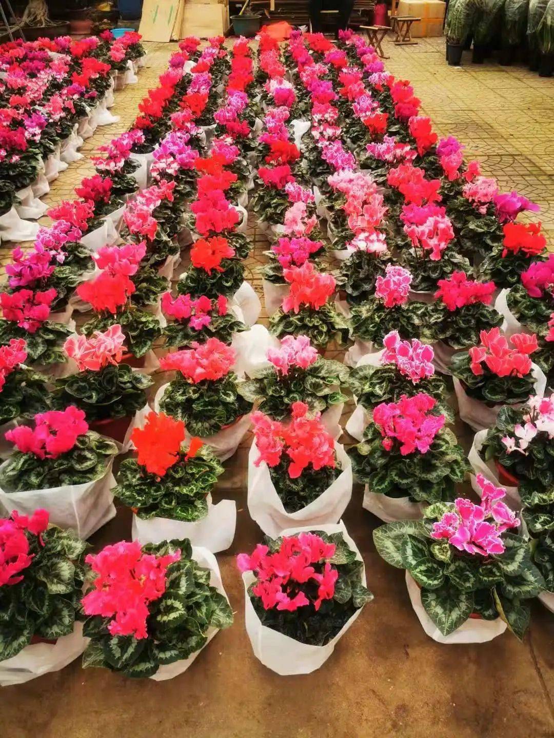 盆栽花树苗 06f9d0ce99504c2ab3b3d8408530f122.jpeg