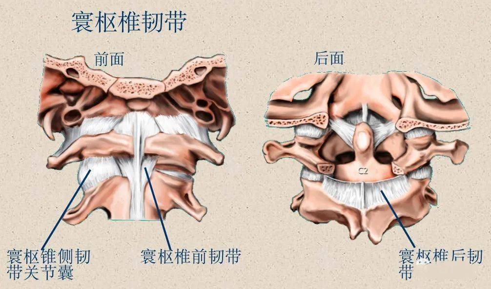 脊柱解剖