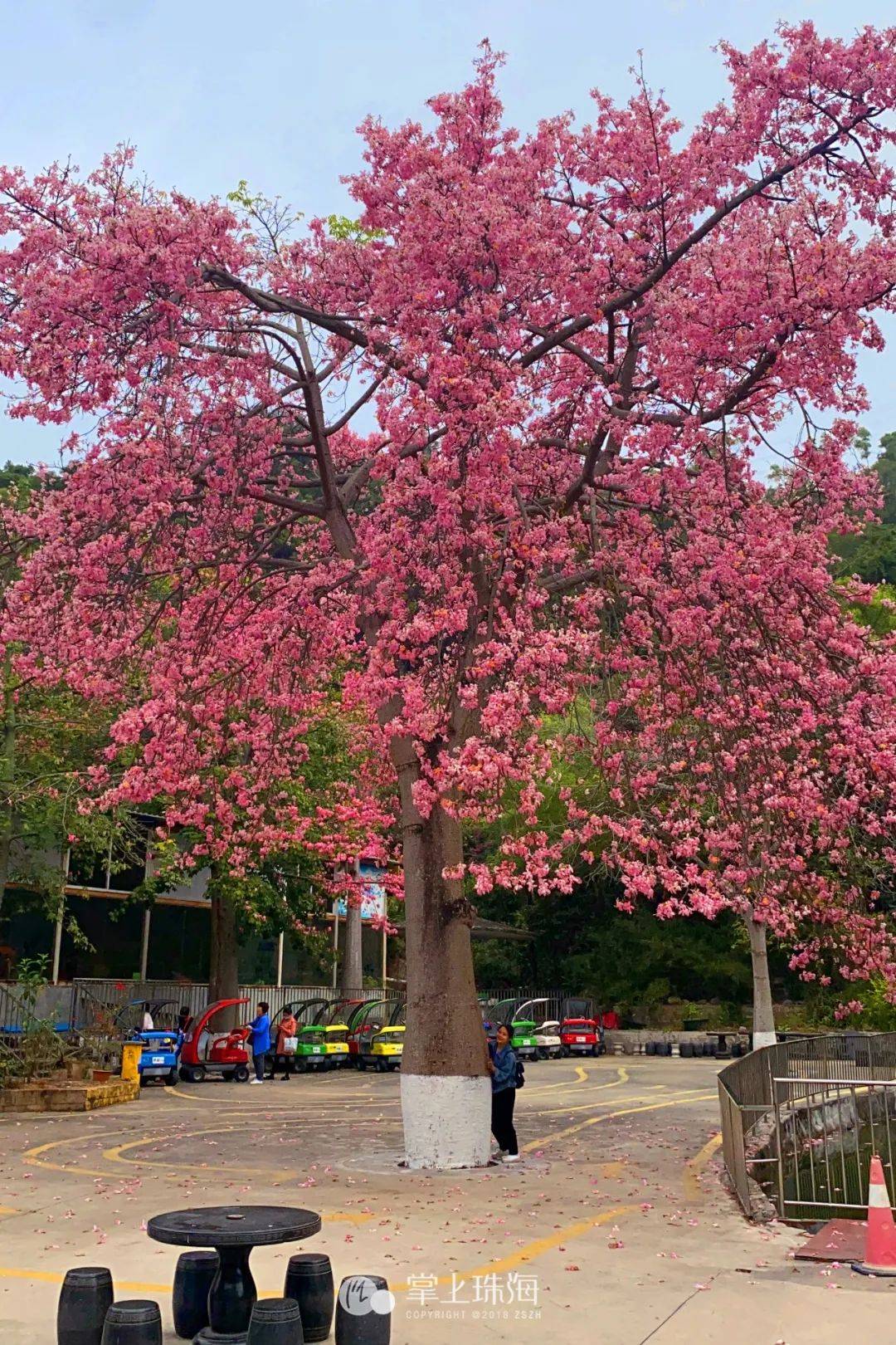 远远望去,像是一片粉色云朵游于园中赏异木棉至次年1月的盛花期在每年