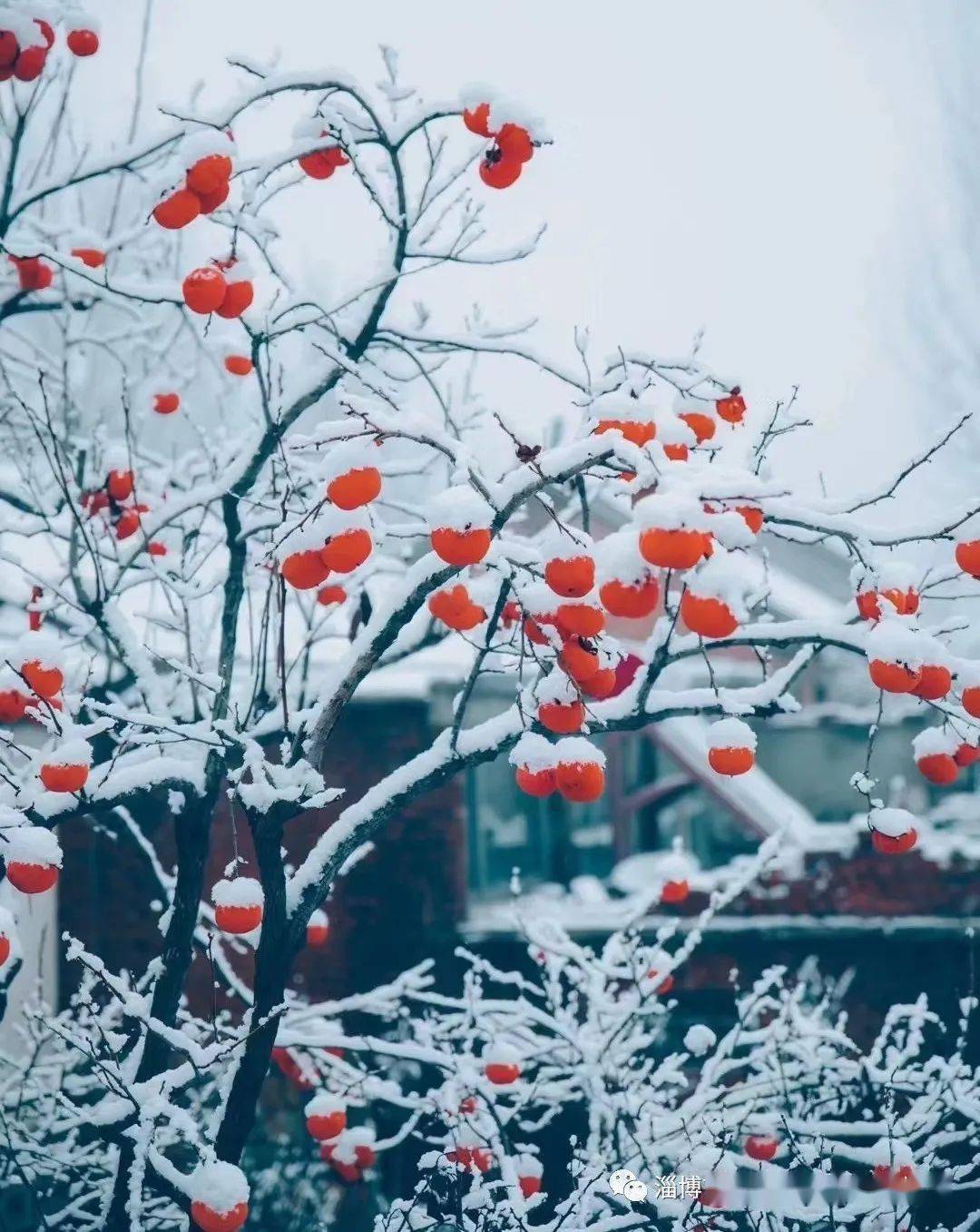 春有百花秋有月简谱_春有百花秋有月诗图