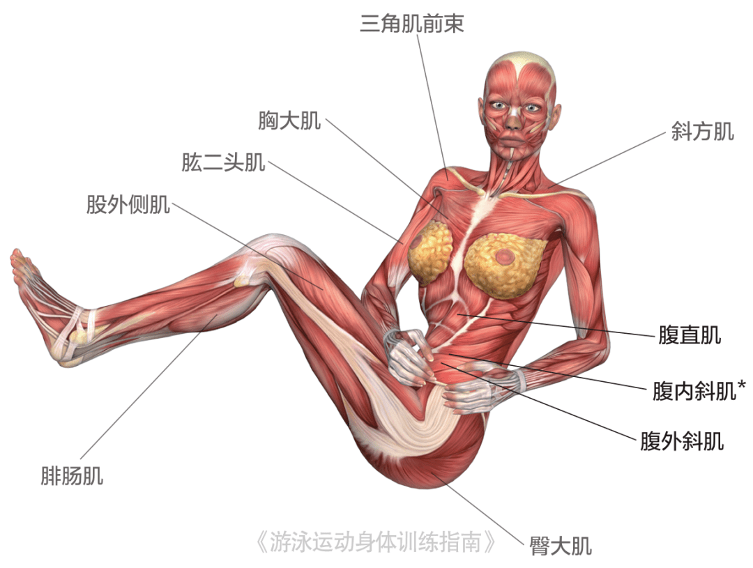 核心肌群对游泳运动而言有其特殊的重要性,这个练习利用药球和 bosu