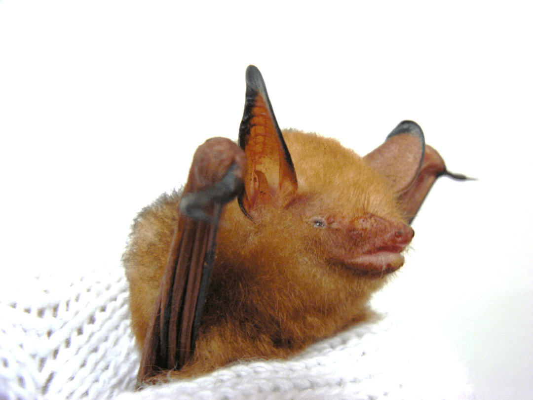 luctus中华菊头蝠 rhinolophus sinicus在中国,有哪些常见的蝙蝠种类