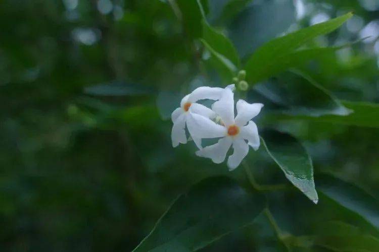 【你好!大自然】第177期:版纳植物园撷芳(十之六)