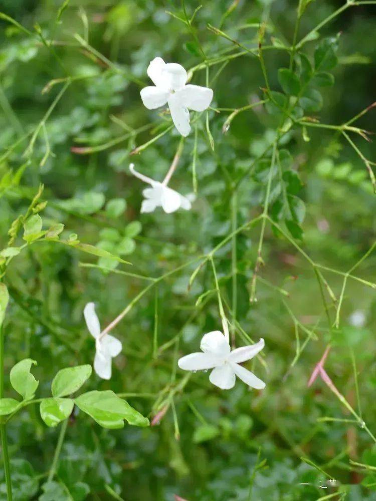 【你好!大自然】第177期:版纳植物园撷芳(十之六)