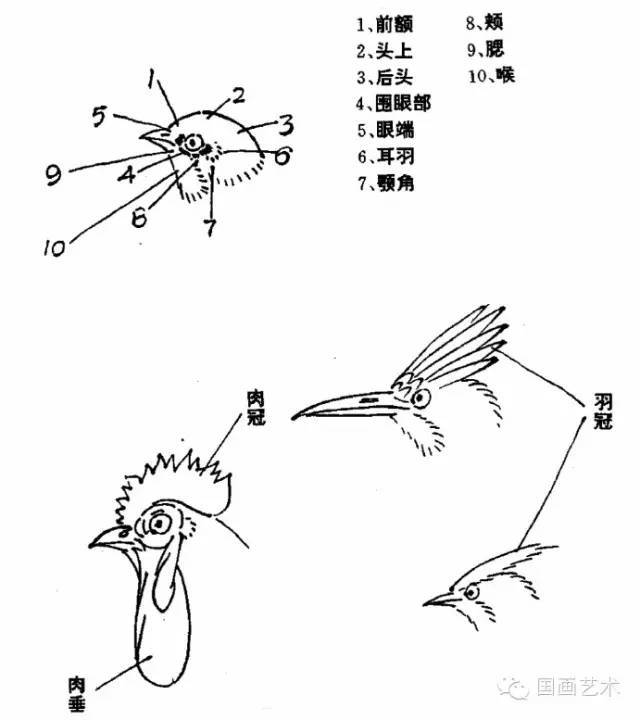写意花鸟基础技法怎样画鸟
