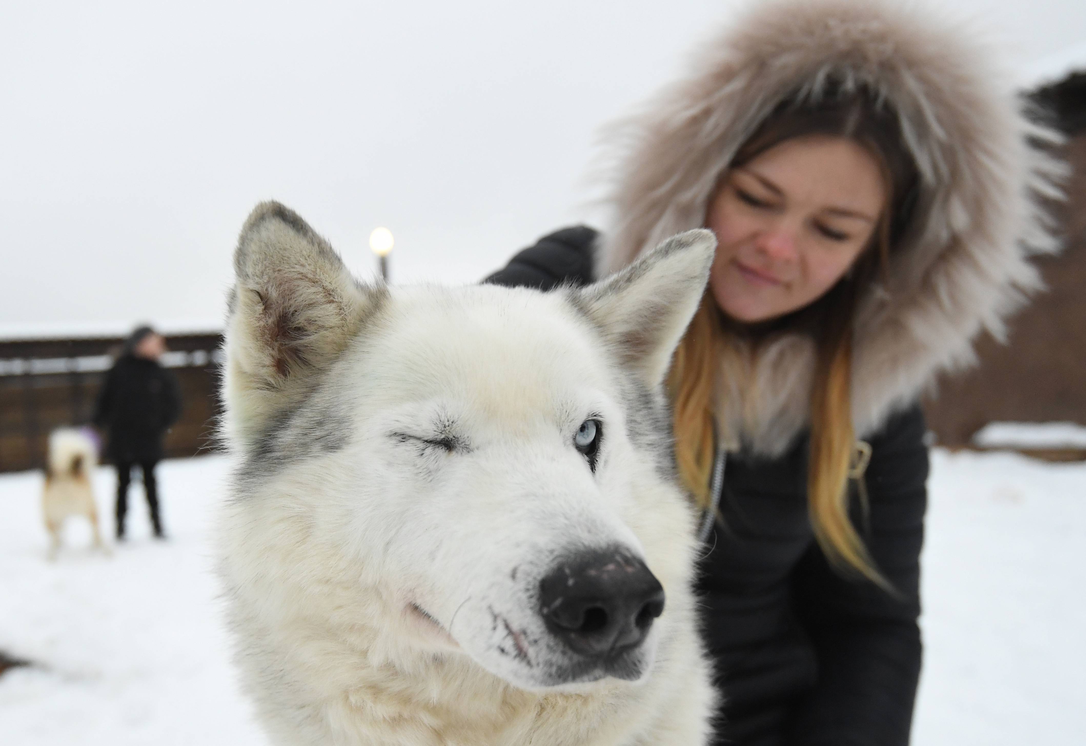 一名女孩在俄罗斯莫斯科附近的一个村庄抱着一只雪橇犬