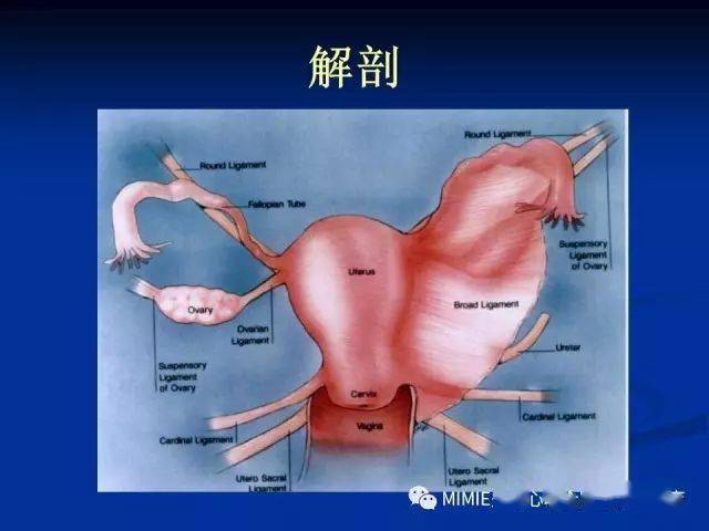 女性生殖系统正常解剖及表现