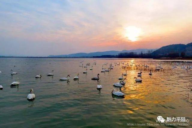 特此公告 平陆县大天鹅景区  2020年12月19日 平陆:冬日三湾天鹅舞