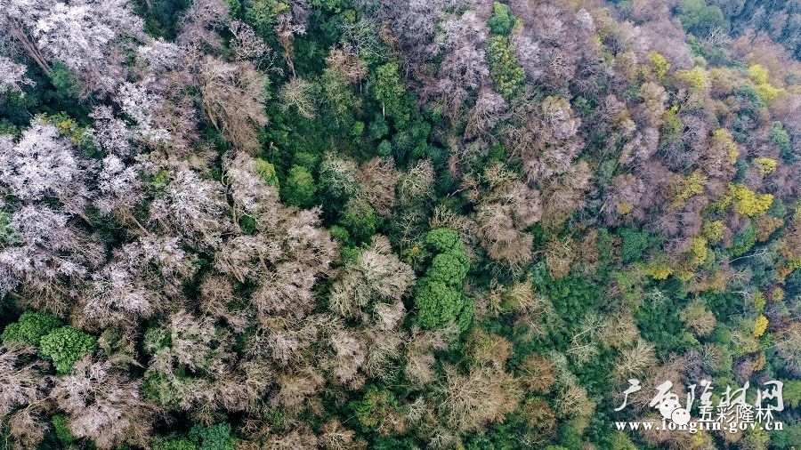 隆林金钟山壮美冰景