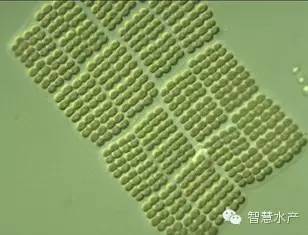 2,色球藻(蓝球藻) 群体胶被厚,且单独都有衣鞘,背靠背的两个小球.